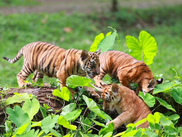 Ragunan Zoo